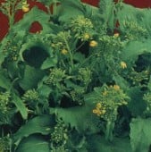 Spring Rapini Broccoli Raab BR28-50
