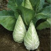 Caraflex Cabbage Seeds CB54-25_Base