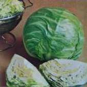 Early Round Dutch Cabbage CB56-50
