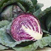 Red Express Cabbage Seeds CB37-250_Base