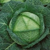 Savoy Perfection Cabbage Seeds CB45-250_Base