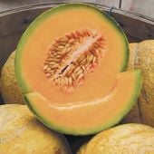 Delicious 51 Melons CA40-20