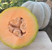 Iroquois Melon Seeds CA9-50_Base