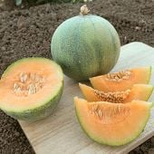 Minnesota Midget Melon Seeds CA51-50_Base