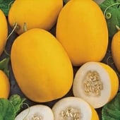 Vine Peach Melon Seeds CA61-50_Base