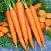Tendersweet Carrot Seeds CT17-750_Base