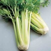 Celery, Celery Seeds, Cutting Celery, Cutting Celery Seeds