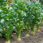 Tendercrisp Celery Seeds CL7-1000_Base