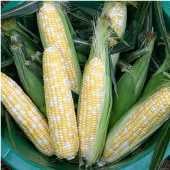 Butter and Sugar Corn Seeds CN25-50_Base