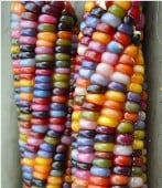 Rainbow Ornamental Corn Seeds CN34-50_Base