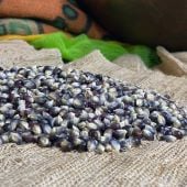 Non Gmo Heirloom Seeds Zea Mays " Shaman's Blue " Popcorn Corn Seeds