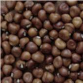 Dimpled Brown Cowpea Seeds BN124-50_Base
