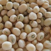 Lady Cowpea Seeds BN129-50_Base