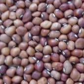 Mississippi Silver Cowpeas CP7-50