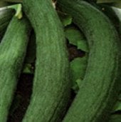 Armenian Metki Dark Green Cucumbers CU54-20_Base