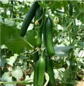 Beit Alpha Cucumber Seeds CU76-20_Base
