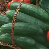 Bush Cucumbers
