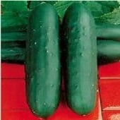 ALS - Alternaria Leaf Spot Resistant Cucumbers