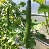 Greenhouse Long Burpless Cucumber Seeds CU111-10_Base