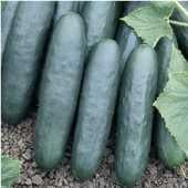 Marketer Cucumbers CU12-20