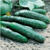Marketmore 76 Cucumber Seeds CU13-20_Base