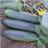 Marketmore 97 Cucumber Seeds CU113-20_Base