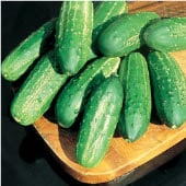 Regal Cucumbers CU71-20_Base