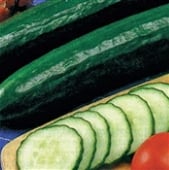 Sweet Slice Cucumbers CU26-10