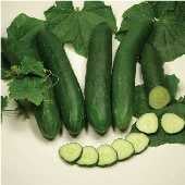 CU122-20 Tanja Cucumbers