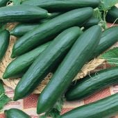 Tendergreen Cucumbers CU38-20