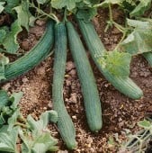 Tortarello Verde Scuro Cucumbers CU65-20