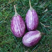 Antigua Eggplant Seeds EG27-20_Base