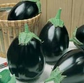 Black King Eggplants EG73-20