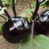 Black Round Eggplants EG76-20