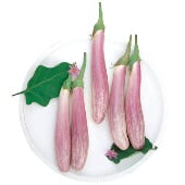 Bride Eggplant EG74-20