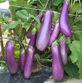 Charming Eggplant EG71-20