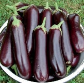 Eggplant, Eggplants, Eggplant Seeds