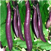 Fengyuan Purple Eggplants EG49-20