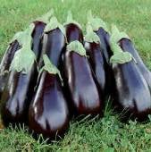 Florida High Bush Eggplants EG50-20