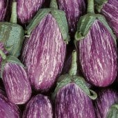 Listada de Gandia Eggplants EG34-20