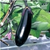 Money Maker II Eggplant Seeds EG56-50_Base