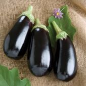 Nadia Eggplant Seeds EG36-50_Base