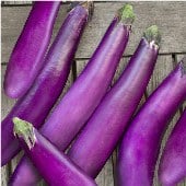 Ping Tung Long Eggplants EG17-20