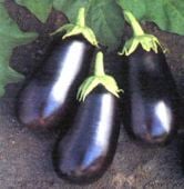 Santana Eggplants EG77-20