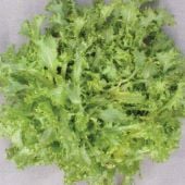 Green Curled Ruffec Endive Seeds ED3-750_Base