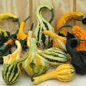 Autumn Wings Small Gourds GD52-20_Base