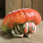 Mini Red Turban Gourd Seeds GD32-10_Base