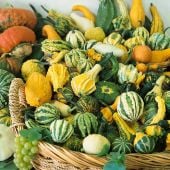 Mixed Gourds (Small) GD12-10