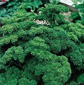 Double Curled Parsley Seeds HB174-500_Base