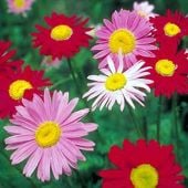 Painted Daisy Pyrethrum Seeds HB164-500_Base